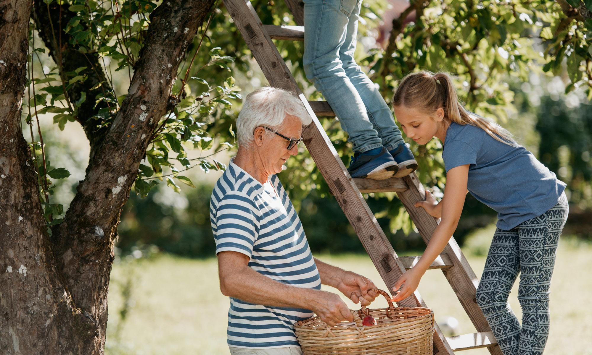 Äldre man och två barn på en stege plockar äpplen