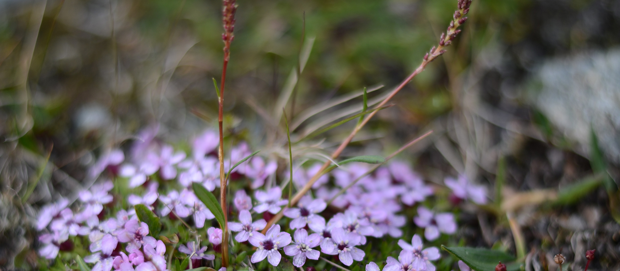 Lila blommor